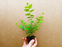 Blueberry Starter Plant ~ EMERALD… Price includes 2 plants free shipping