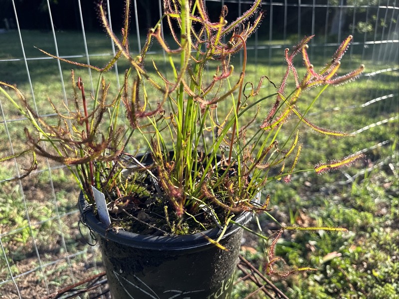 DROSERA MULTIFIDA/BINATA MIX. ESTABLISHED GALLON SIZE, EXTRA LARGE CLUMP gallery