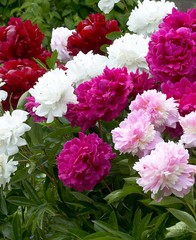 Mixed Peonies – 5 root divisions