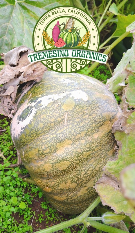 Organic Mexican Pattern Hardshell Squash,15 Seeds- Calabaza Mexicana,15 Semillas gallery