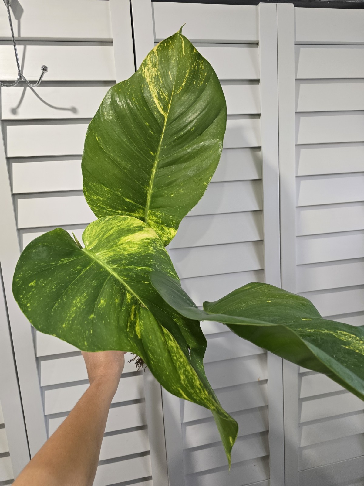 Hawaiian Queen Golden Potho Climbing Extra Large Top Cutting With Leaves gallery