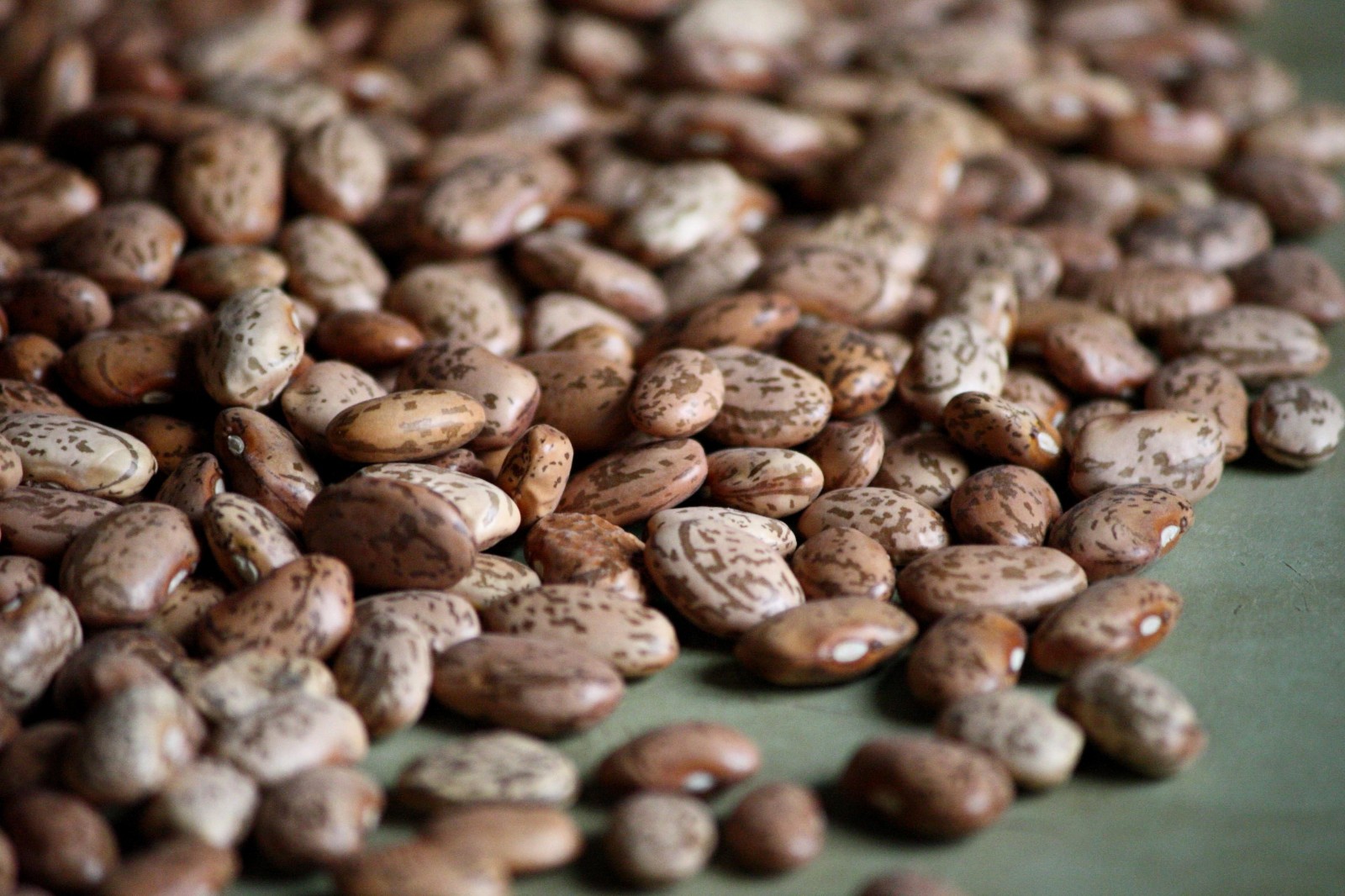 Pinto Beans Beans Seeds Treated. FREE SHIPPING! gallery