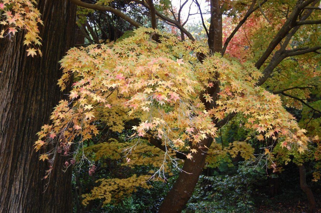 Peve Multicolor Grafted Japanese Maple Plants gallery