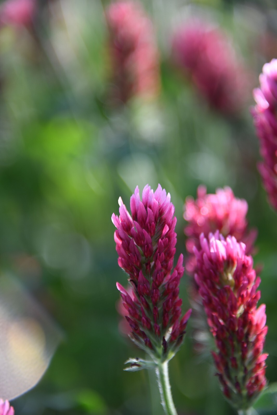 Crimson Clover Cover Crop Seeds For Planting - NON-GMO - Heirloom - Inoculated gallery