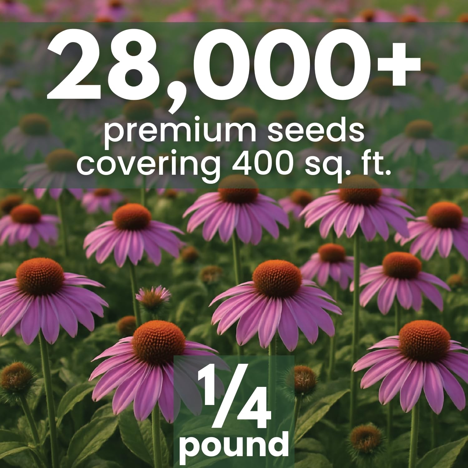 Purple Coneflower Seeds – 28,000 Count for Planting – 2026 Season – 4 Ounce gallery