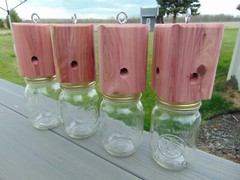 4 Carpenter-bore bee Red Cedar temporary holding jars FREE SHIPPING