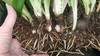 Amaryllis - Hippeastrum- 5 Bulbs Plus 2021 White with Red Stripes Outdoor Type gallery