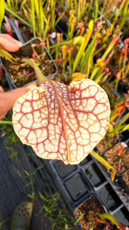Sarracenia - 🔥🔥Drew McClain x Chalice of Malice🔥🔥 gallery