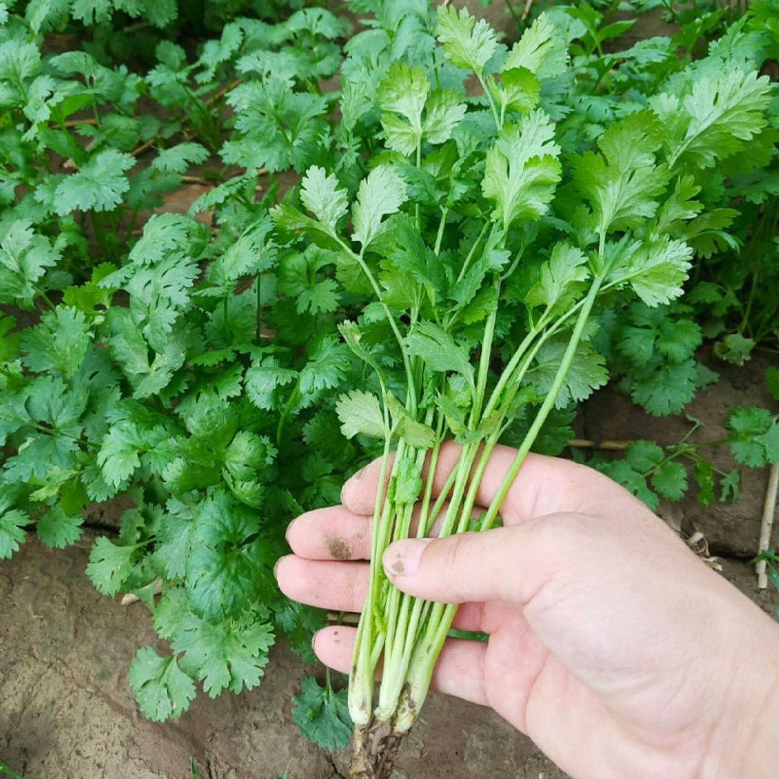 1000pcs Cilantro Seeds for Planting – Heirloom Coriander Herb for Outdoor Garden gallery