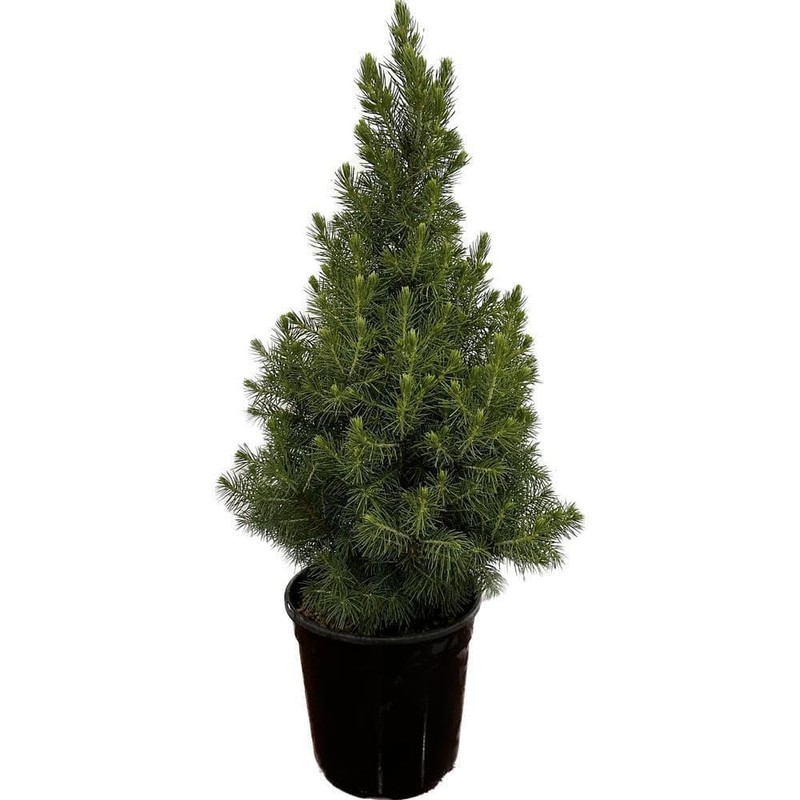 Dwarf Alberta Spruce Evergreen Tree 2.5 Qt Live Picea glauca Deer Resistant gallery