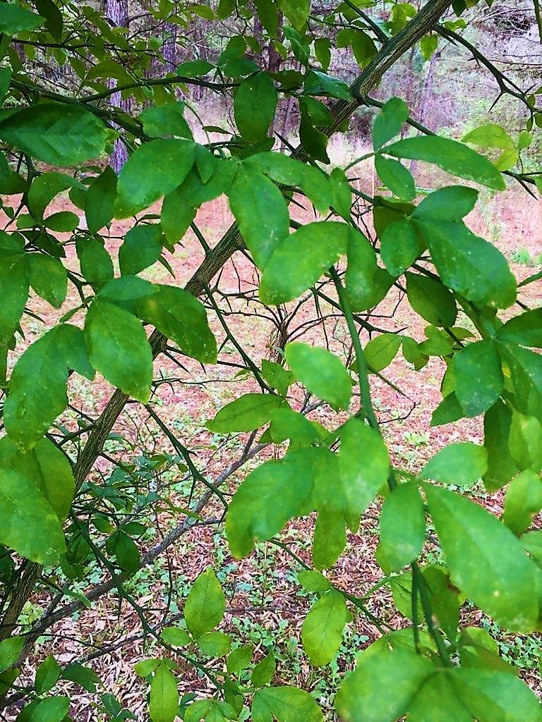 RARE HARDY LEMON HUGE BASEBALL SIZE LEMONS FRUIT TREES 6" LIVE PLANTS CITRUS gallery