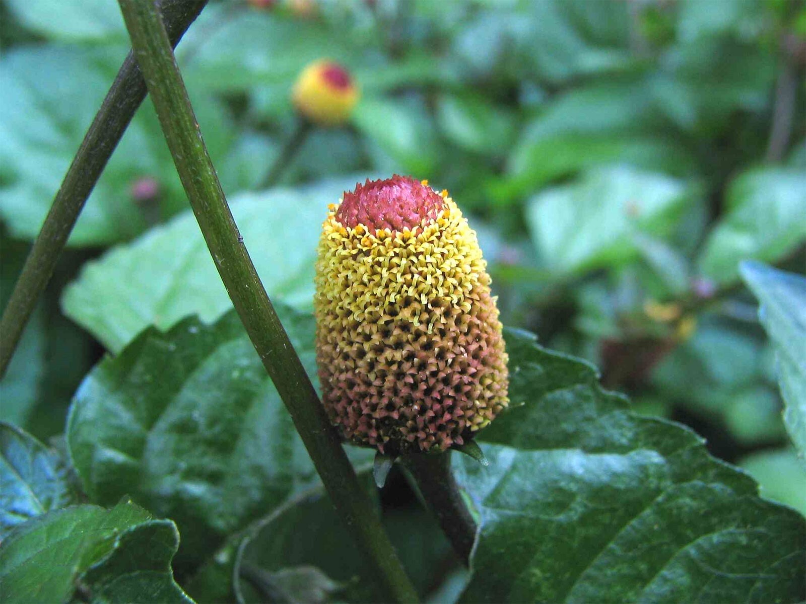 Acmella oleracea | Buzz Buttons | Electric Daisy | Toothache Plant | 20_Seeds gallery