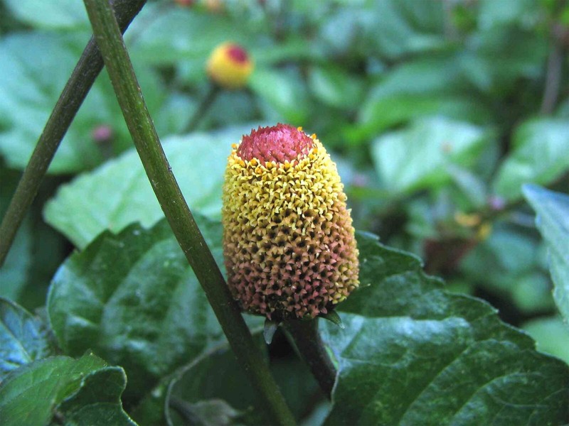 Acmella oleracea | Buzz Buttons | Electric Daisy | Toothache Plant | 20_Seeds gallery