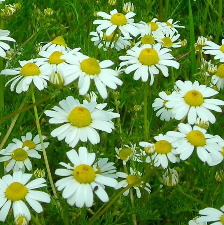GERMAN CHAMOMILE SEEDS 4000+ common ANNUAL herb GARDEN plants FREE SHIPPING gallery
