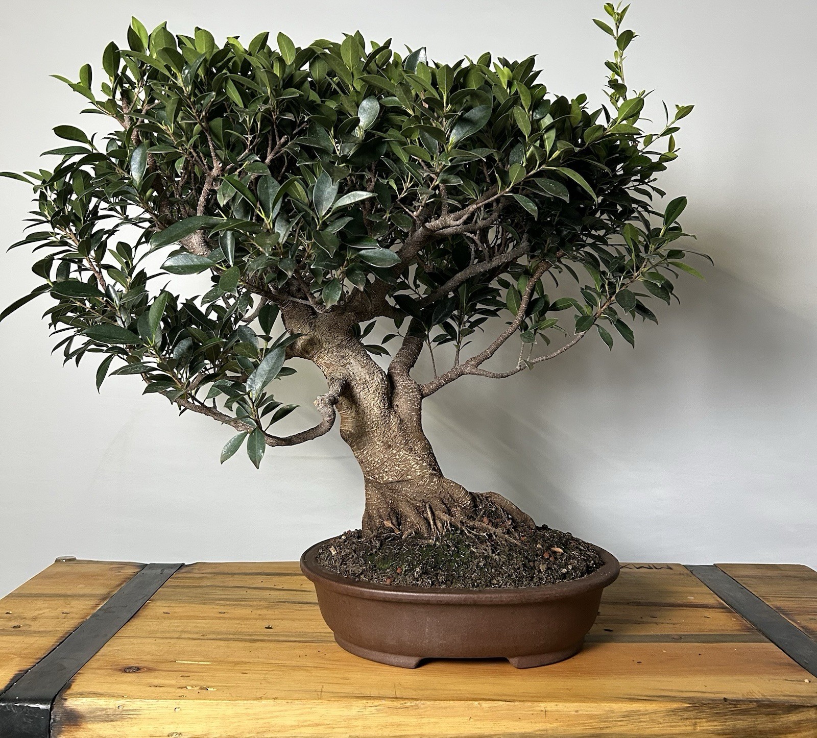 Large Tiger Bark Ficus Bonsai – Mature Trunk, Strong Nebari gallery