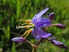 Dianella caerulea | Blue Flax Lily | 10 Seeds gallery