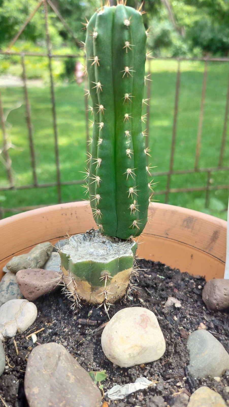Sacred Cactus - Bridgesii Hybrid - Fully Rooted Clone. Exact Cactus Pictured gallery