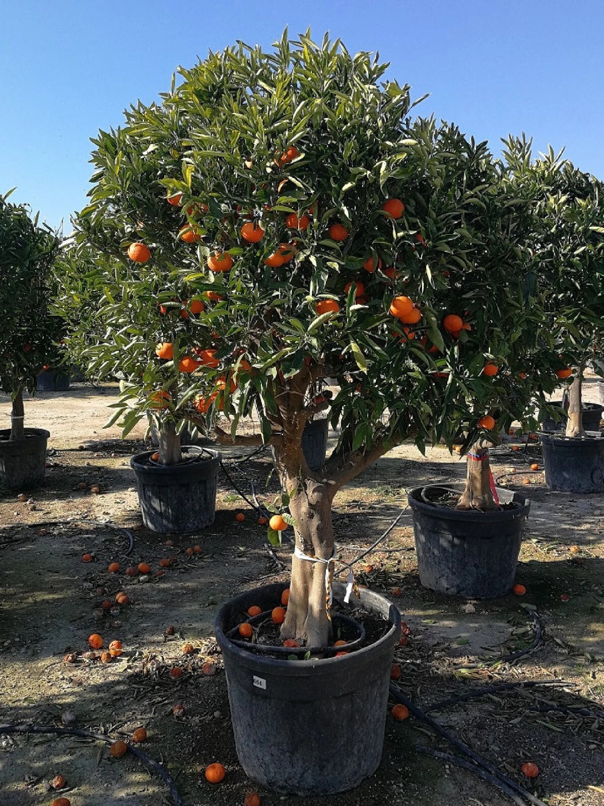 Dwarf Mandarin Orange Tree Organic {Citrus reticulata} 10 seeds Free Shipping! gallery