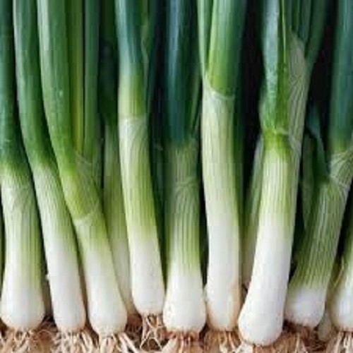 Premium Leeks - Fresh Seeds - Cold Hardy! Very Popular! 20% off 3 or more items! gallery
