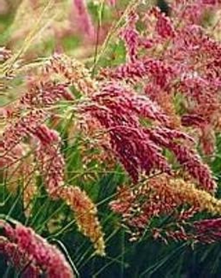 Pink Crystals Rhynchelytrums Ornamental Grass Annual Very Easy To Grows 25 Seeds gallery