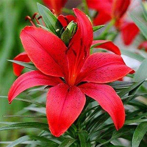 2 - RED ASIATIC LILY Live Flower Bulbs * ATTRACTS BUTTERFLIES gallery