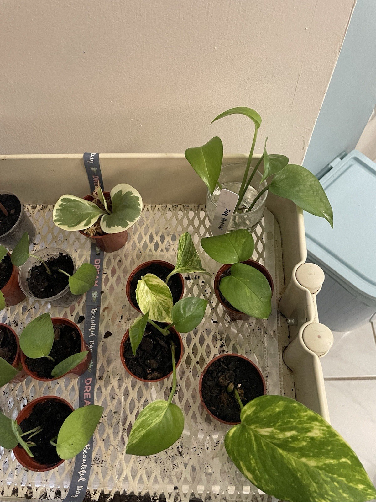 Mini Starts Live Plants In 2 Inch Pots, $3.50 Each gallery