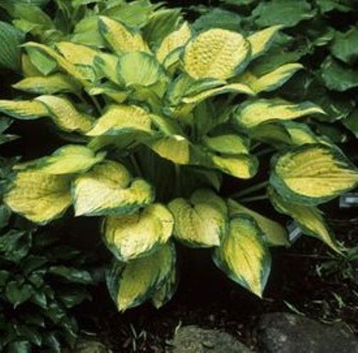 hosta ORANGE MARMALADE medium new colorful 2.5" pot = 1 Live Potted Plant gallery