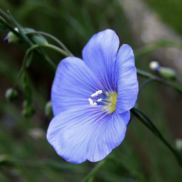 Common Flax seeds (Linum usitatissimum) - 200 Seeds | Attracts Pollinators , USA gallery