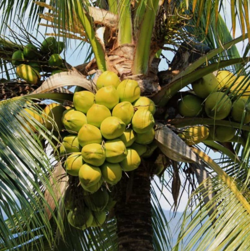 🥥 Rare Dwarf Green Malayan Coconut Tree – 1 Live Plant 2–3' Tall in 1-Gal Pot gallery
