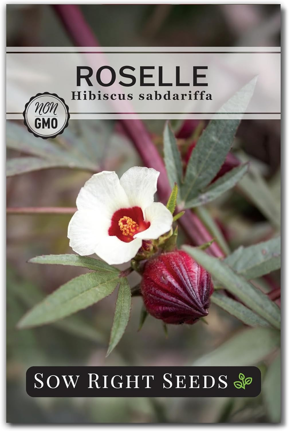 - Roselle Seeds for Planting - Hibiscus Sabdariffa - Non-Gmo Heirloom Variety - gallery
