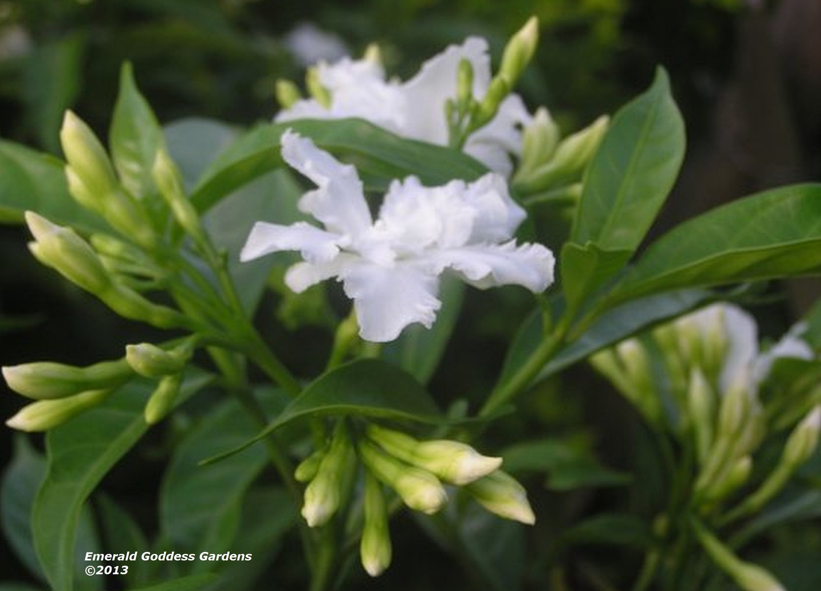 FLORIDA GARDENIA Crepe Crape Jasmine Live Plant Fragrant Double White Flower gallery