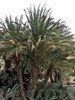Phoenix rupicola | Cliff Date Palm | 10 Seeds gallery
