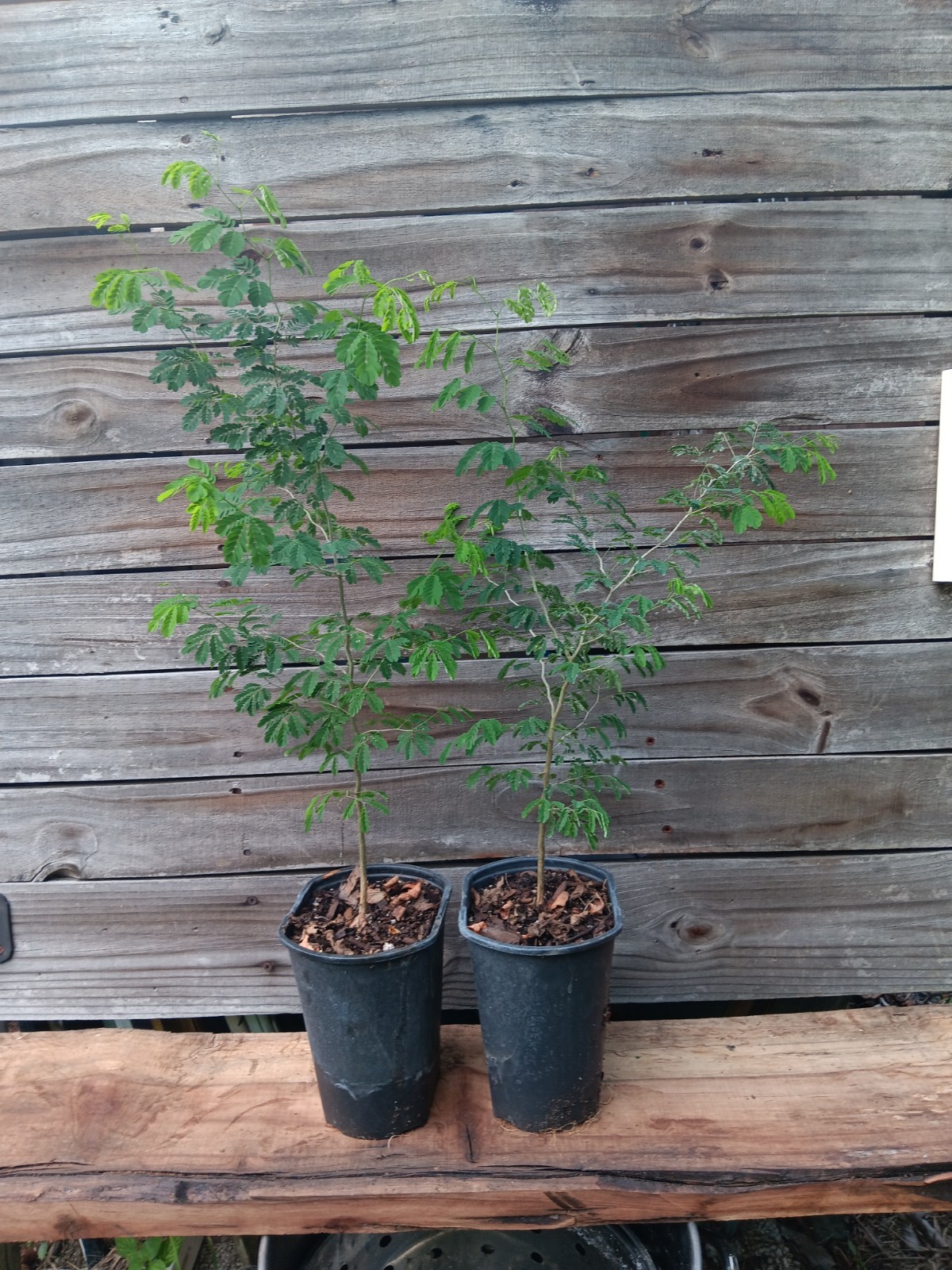 Brazilian Raintree - Chloroleucon tortum - Pre Bonsai Starter Stock gallery