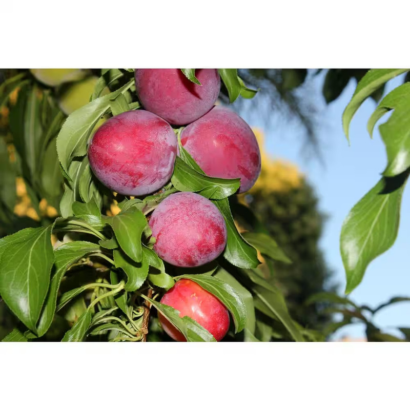 Dwarf Santa Rosa Plum Tree Bare Root gallery