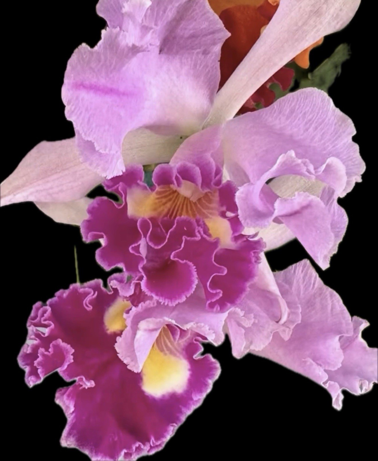 Blc. Mahina Yahiro x Ptarmigan Ridge 'Newberry' Blooming Size 4” FRAGRANT gallery