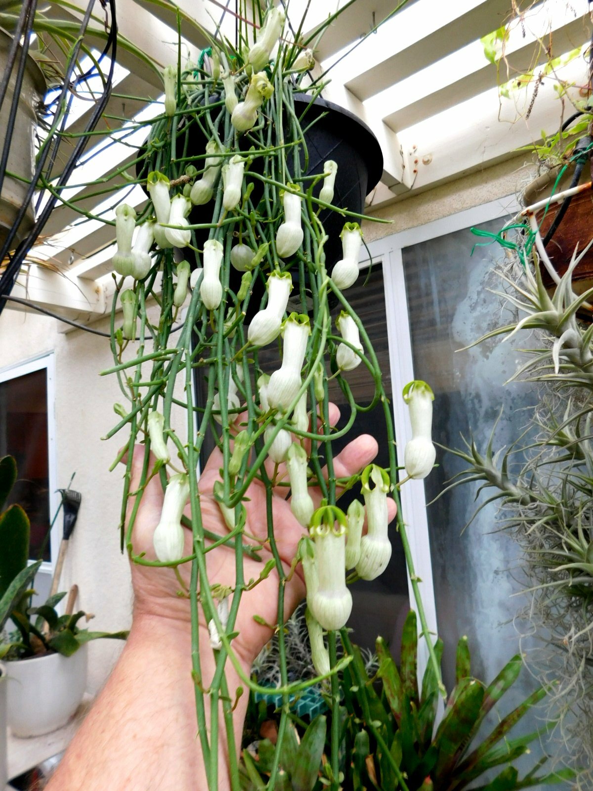 CEROPEGIA AMPLIATA or CONDOM FLOWER in a FLORAL EXPLOSION very easy rooting gallery
