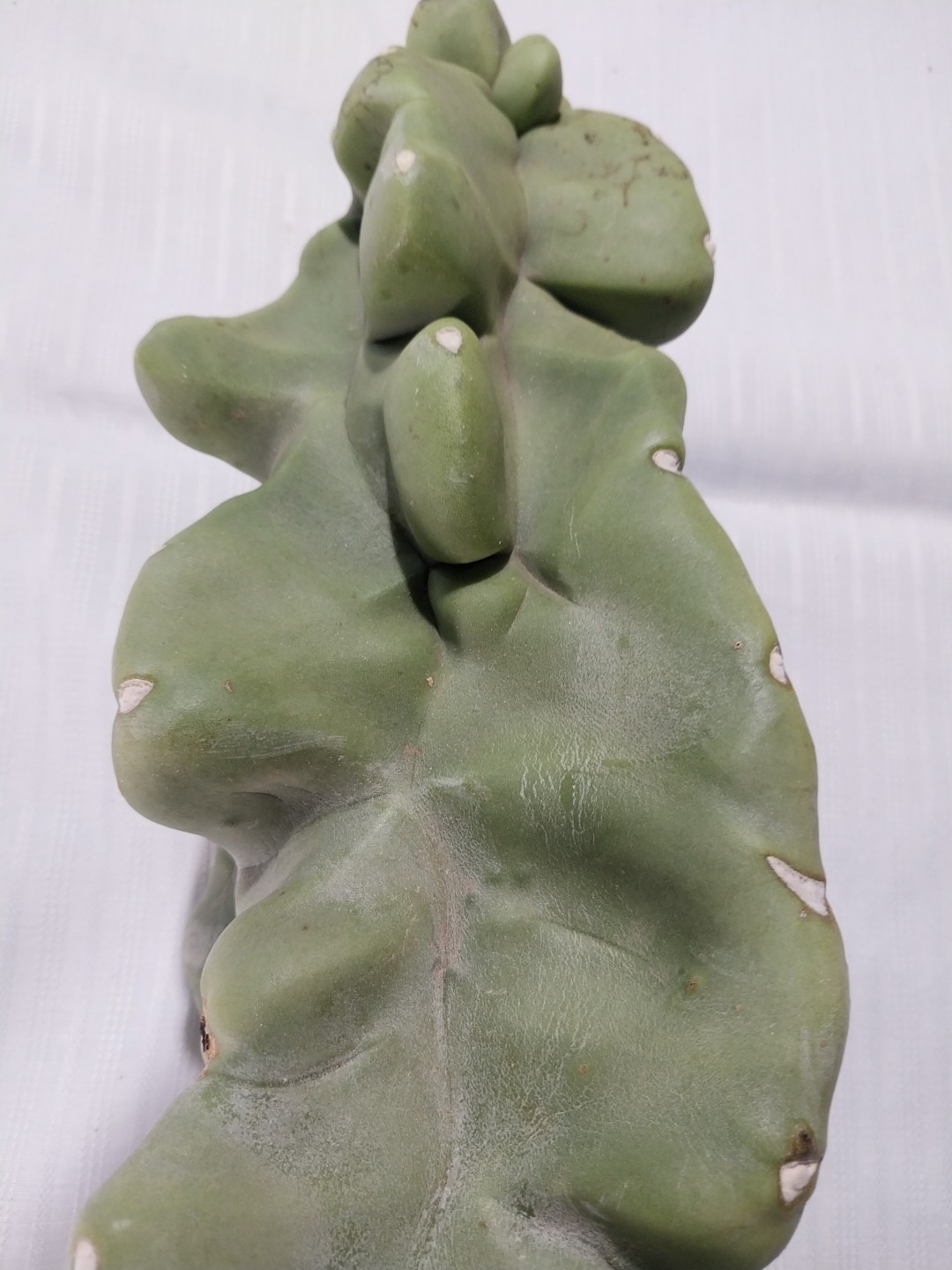Totem Pole Spineless Cactus Rooted Cutting 17" 3.8 Lbs *EXACT SPECIMEN* gallery
