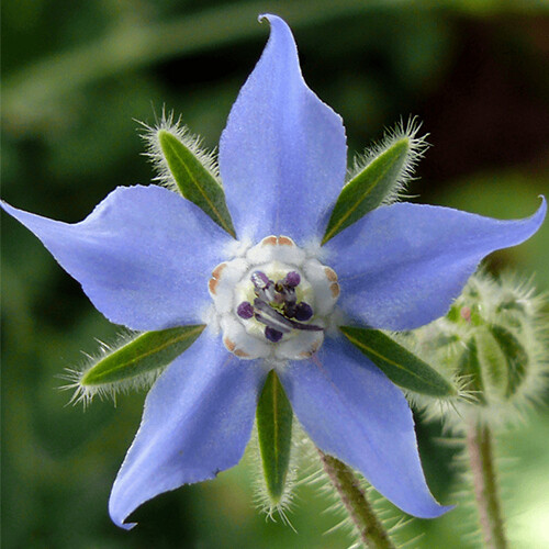 Borage Seeds | Heirloom / Non-GMO | Free Shipping | Herb Seeds | 1149 gallery