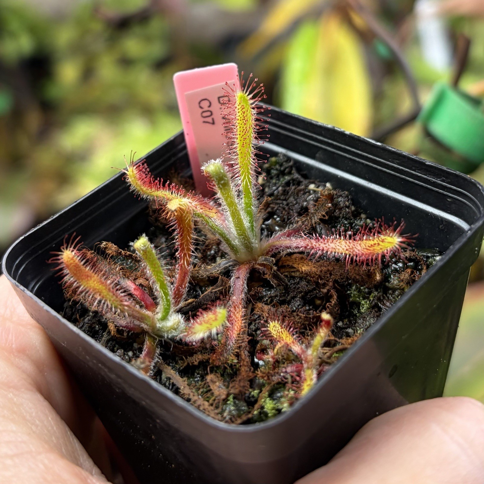 Drosera Villosa Carnivorous Sundew Cool South American Species gallery