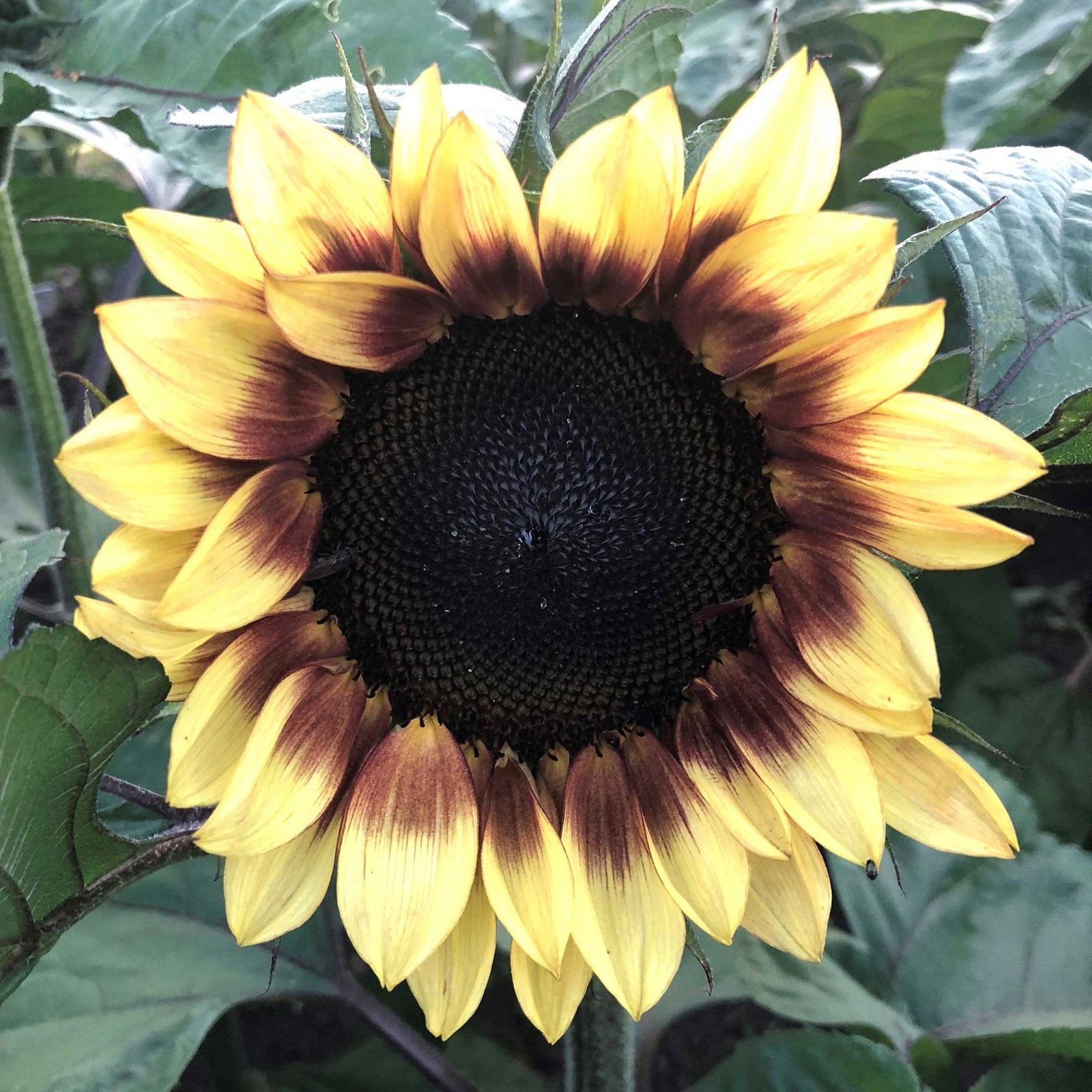 ProCut Red Lemon Bicolor Sunflower 10 Seeds Free Shipping! gallery