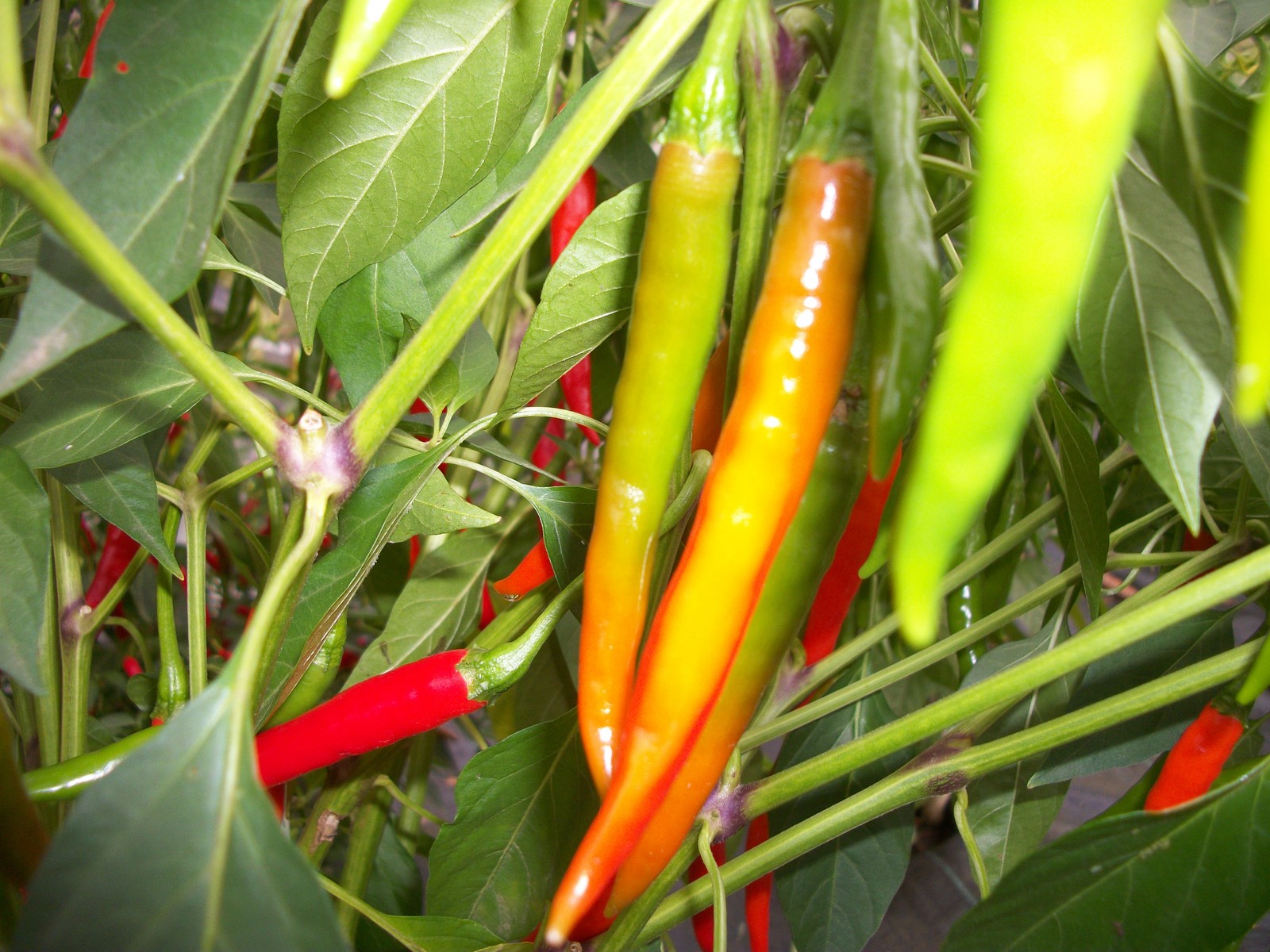 Hot Cayenne Suppa Pepper Powder 0.5 OZ (14 g) - Be Careful gallery