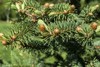 3 Apache White Fir Bare Root Trees - 12-18" Tall - 2 Year Old - Zones 4-8 gallery
