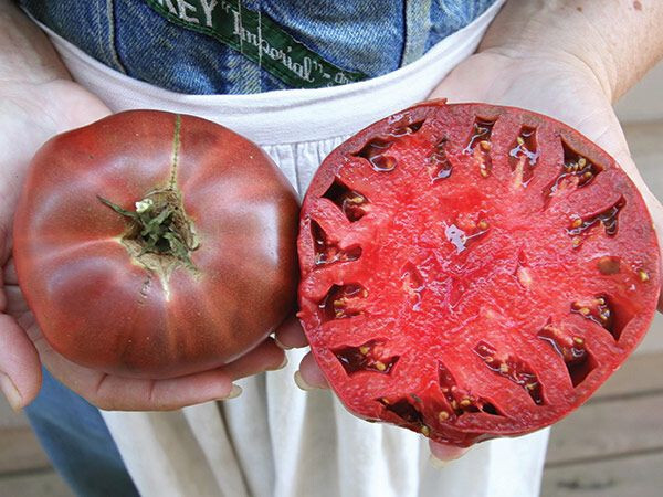 Cherokee Purple Tomato Seeds, Heirloom, NON-GMO, Variety Sizes, FREE SHIPPING gallery