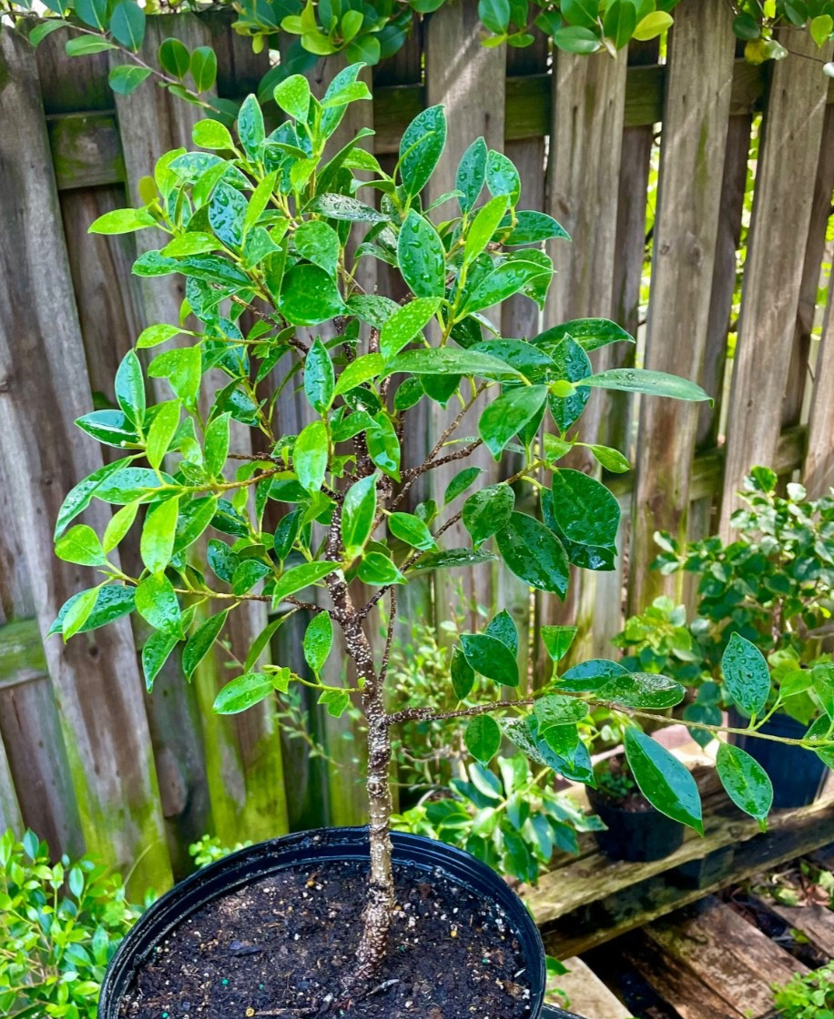 Tigerbark Ficus Bonsai Tree aerial roots 5 years Ariel /Fat trunk gallery