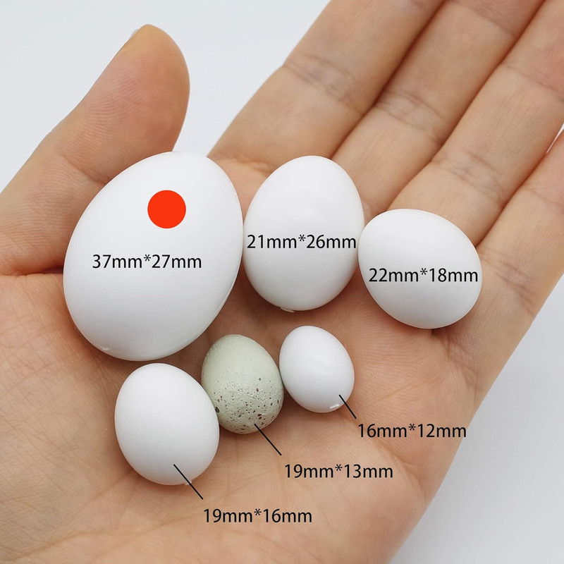 5 Pcs Hatching Eggs for Parrots Macaws Cockatoos and Eclectus - 37mm x 27mm gallery