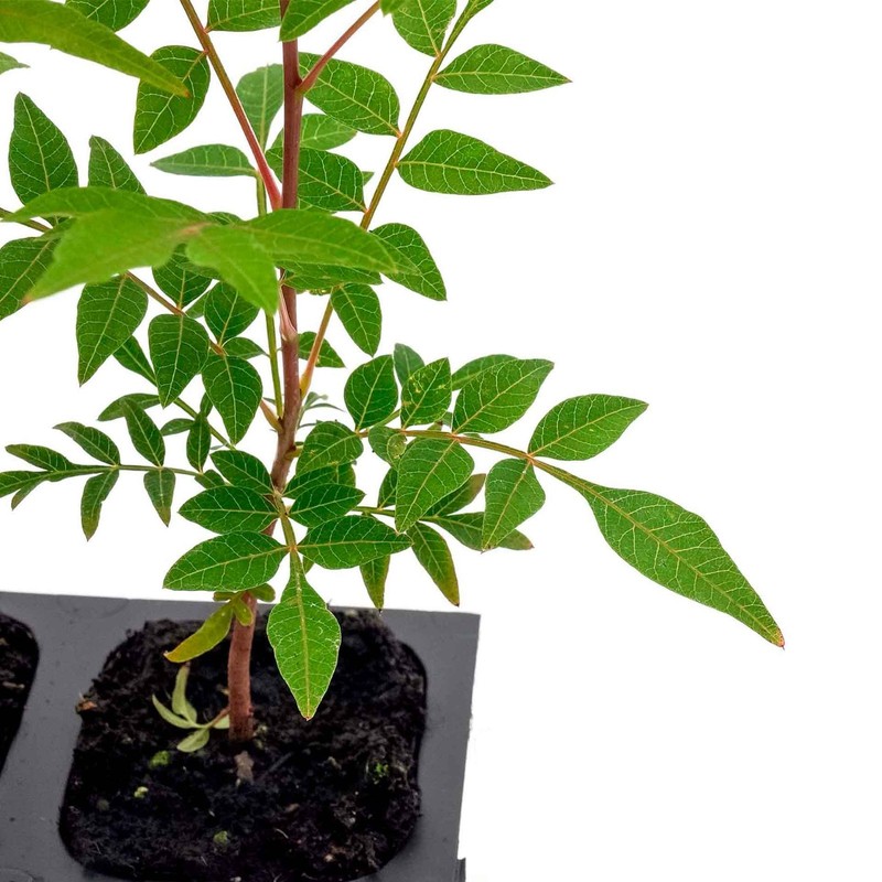 Chinese Pistache Tree Sapling (Pistacia Chinensis) in 2.5" Nursery Cubes gallery