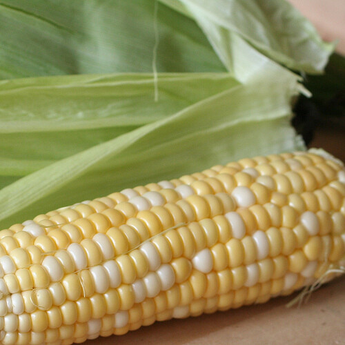 Peaches & Cream Corn Seeds | 25 - 2,500 Seeds Hybrid Bicolor Sweet Non-GMO 1108 gallery