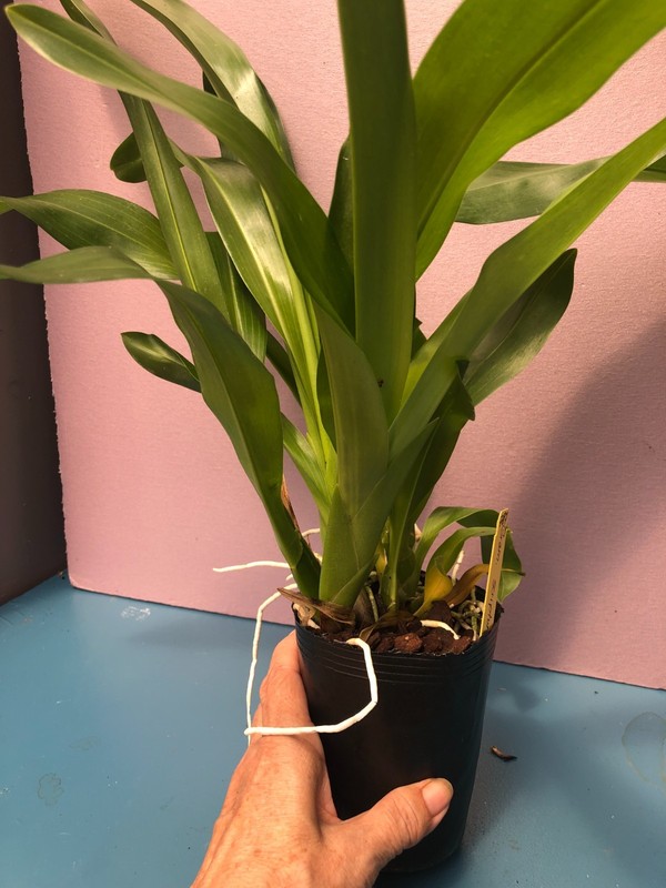 (787-1) Gram.Scriptum NBS gallery