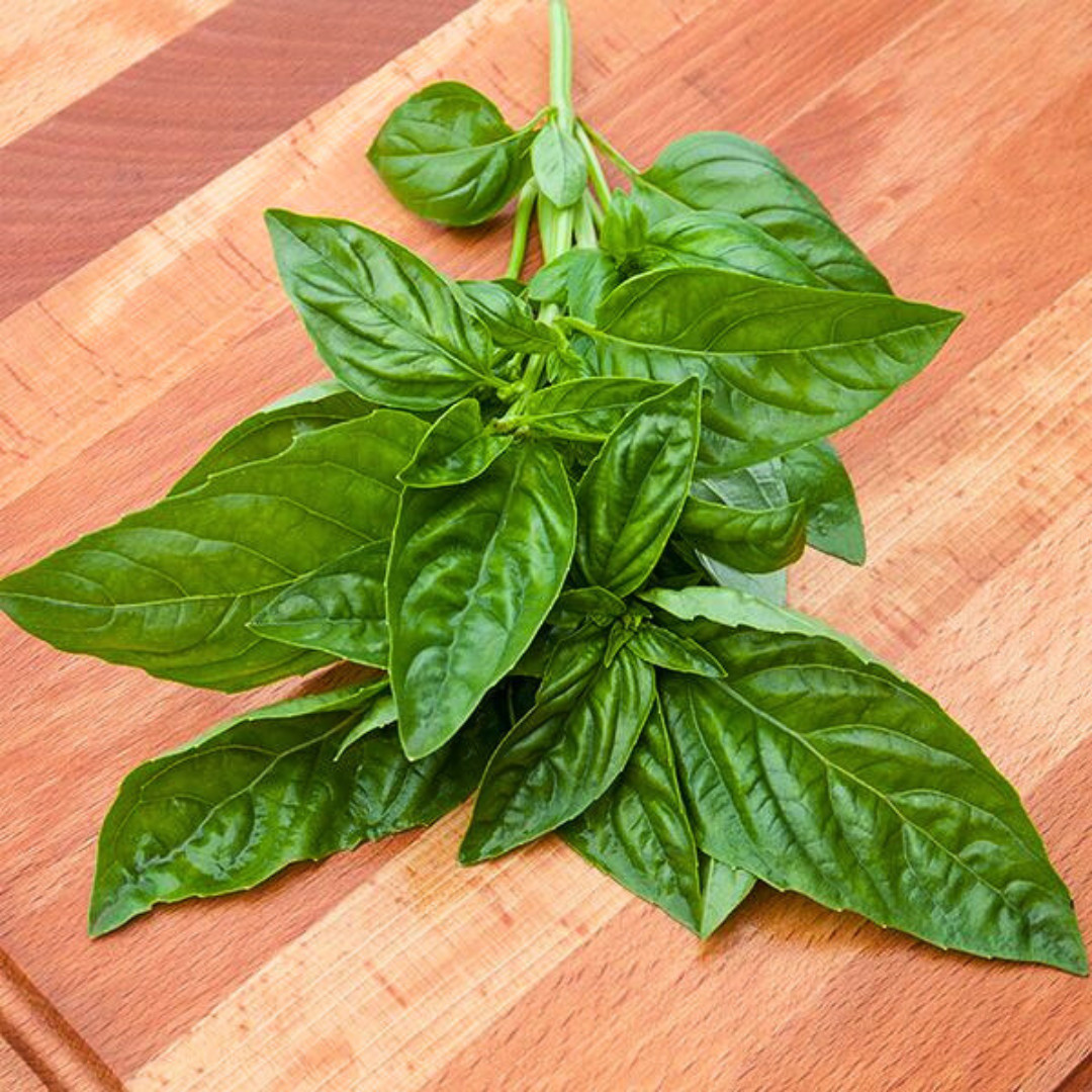 Fresh Italian Large Leaf Basil | Heirloom Non-GMO | Herb Seeds gallery