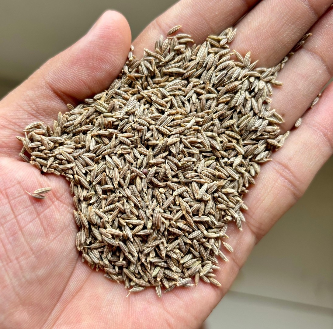 Cumin Seeds – 100% Natural & Pure | Premium Quality Spice for Digestion & Flavor gallery